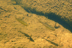 Enteromius bifrenatus