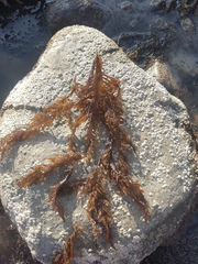 Sarcothalia marginifera