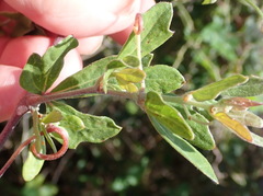 Rhoicissus tridentata tridentata