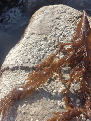 Sarcothalia marginifera