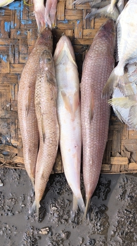 Saurida undosquamis observed 2025-09-21