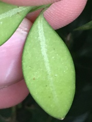 Eurytetranychus buxi