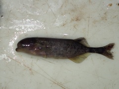 Limpopo Bulldog Fish photo 2