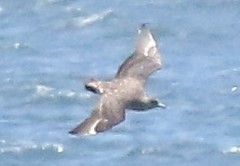 Stercorarius chilensis