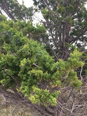 Juniperus virginiana virginiana