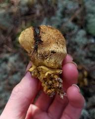 Scleroderma septentrionale