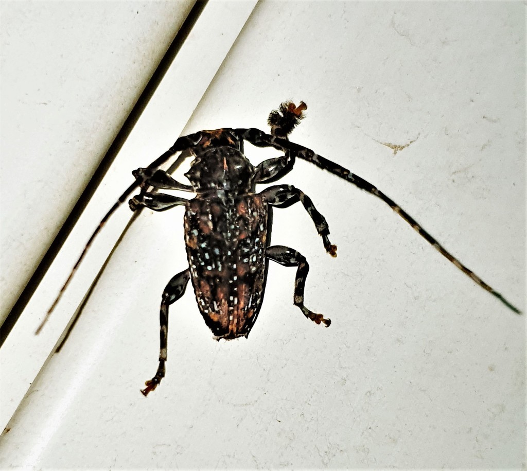 Aegomorphus pantherinus