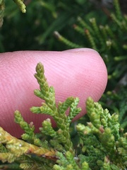 Juniperus virginiana virginiana