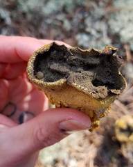 Scleroderma septentrionale