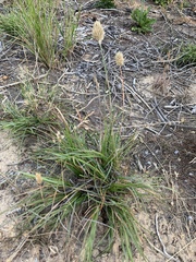 Geochloa rufa