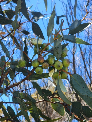 Eucalyptus burracoppinensis, photograph 4