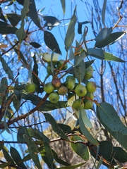 (c) Belinda Forbes, some rights reserved (CC BY) Eucalyptus burracoppinensis, photograph (c) Belinda Forbes, some rights reserved (CC BY)