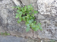 Solanum nigrum