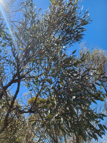Eucalyptus burracoppinensis, photograph 5
