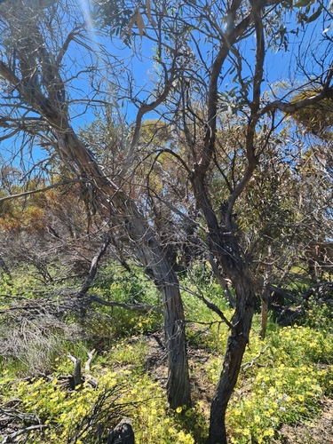 Eucalyptus burracoppinensis, photograph 6