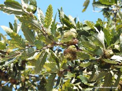 Quercus cerris