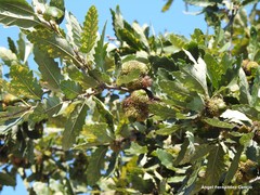 Quercus cerris