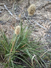 Geochloa rufa