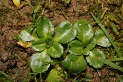 Bellis perennis
