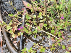 Lythraceae