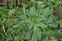 Plantago lanceolata