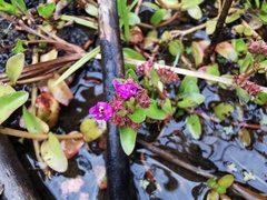 Lythraceae