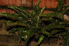 Asplenium scolopendrium
