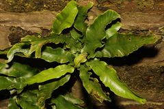 Asplenium scolopendrium
