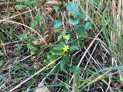 Solidago virgaurea asiatica