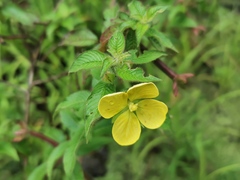 Ludwigia octovalvis