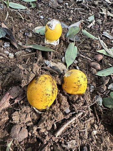 Amanita kitamagotake