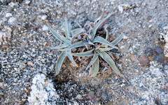 Dudleya saxosa