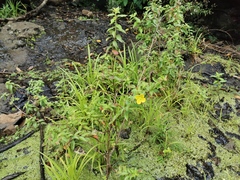 Ludwigia octovalvis