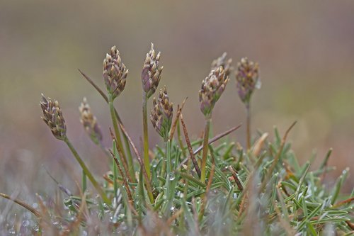 Poa humillima