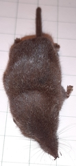 Crocidura leucodon