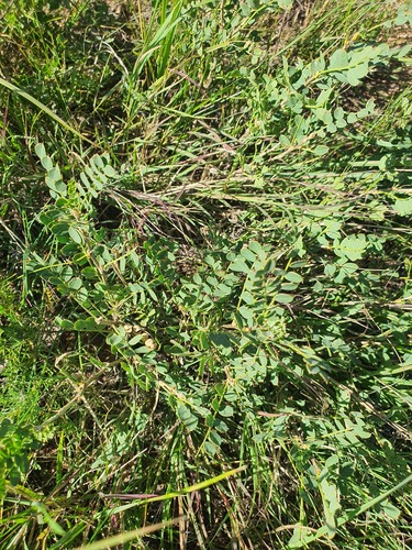 Littleleaf peashrub (Caragana microphylla)