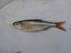 Micralestes acutidens