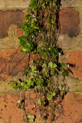 Cymbalaria muralis