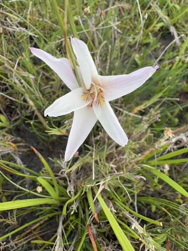 geelpypie (Gladiolus trichonemifolius)