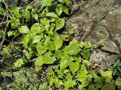Angiospermae