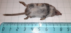Crocidura leucodon