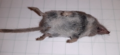 Crocidura leucodon