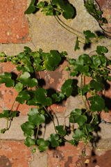 Cymbalaria muralis