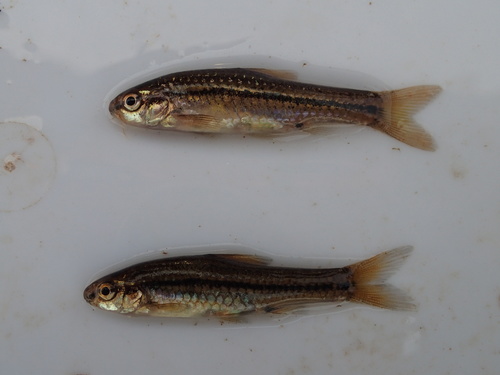 Shortfin barb (Enteromius brevipinnis) — Cyprinidae — 4