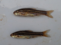 Enteromius brevipinnis