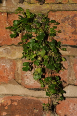 Cymbalaria muralis