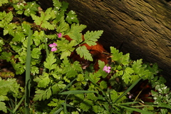 Geranium robertianum