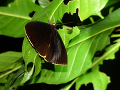 Lygniodes schoenbergi