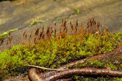 Barbula unguiculata