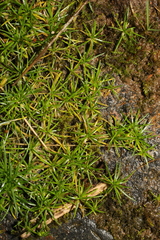 Sagina procumbens